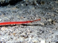 Pipefish