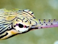 Pipefish