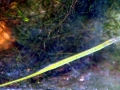 Pipefish