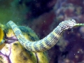 Pipefish