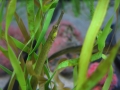Pipefish