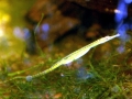 Pipefish