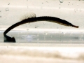 Pipefish