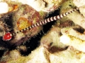 Pipefish