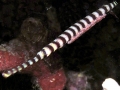 Pipefish
