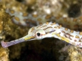 Pipefish