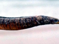 Pipefish