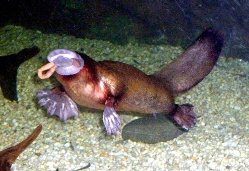Platypus Eating Worms