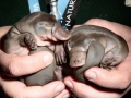 Platypus
