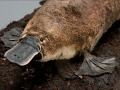 Platypus