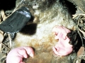 Platypus