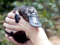 Platypus