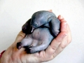 Platypus