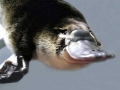 Platypus