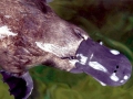 Platypus