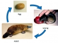 Platypus