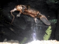 Platypus