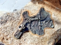 Platypus