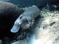 Platypus