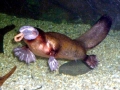 Platypus