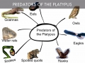 Platypus