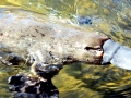 Platypus