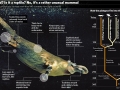 Platypus