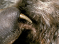 Platypus
