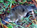 Platypus