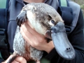 Platypus