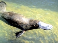 Platypus