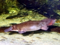Platypus