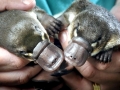 Platypus