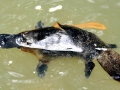 Platypus