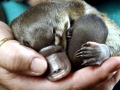 Platypus