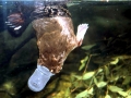 Platypus