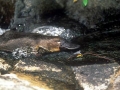 Platypus