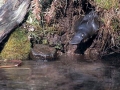 Platypus