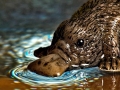 Platypus