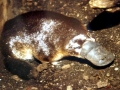 Platypus