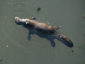 Platypus