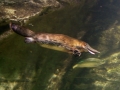 Platypus