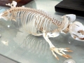 Platypus