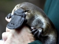 Platypus