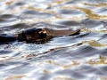 Platypus