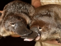 Platypus
