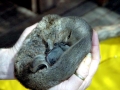 Platypus