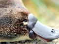 Platypus