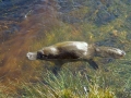 Platypus