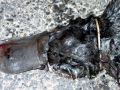 Platypus